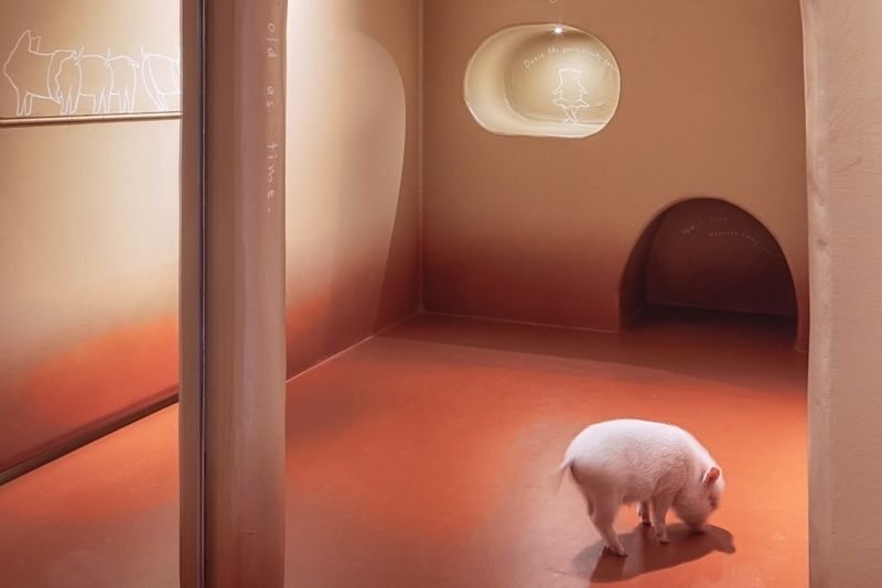 Private Room Micro Pig Cafe with Pig Treat Experience (Tokyo) - Feeding time, cuddles, and the pigs’ own agenda