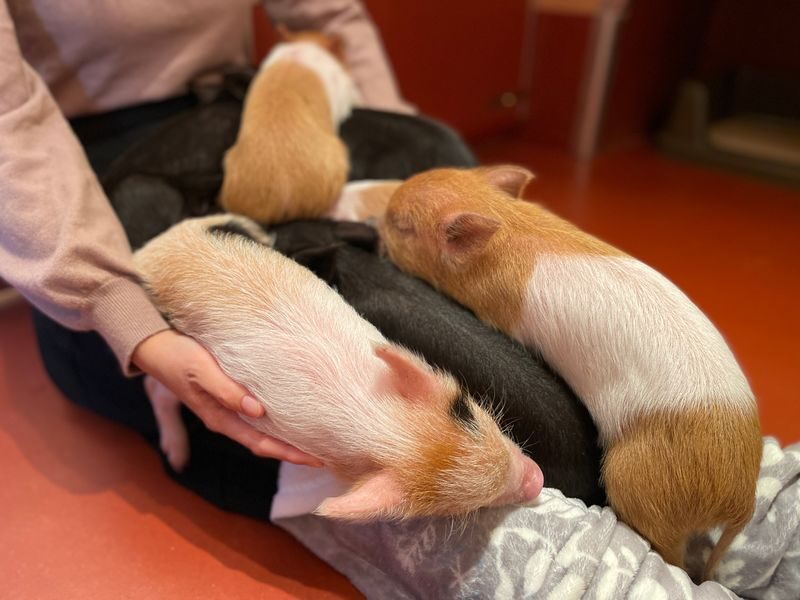 Private Room Micro Pig Cafe with Pig Treat Experience (Tokyo) - What the private room adds