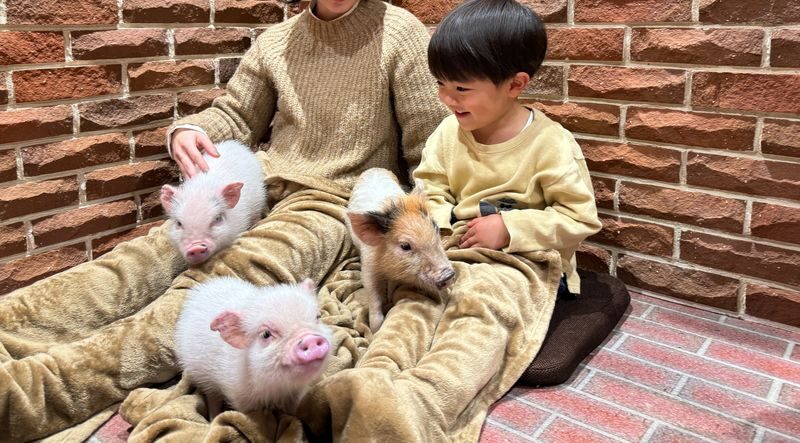 Private Room Micro Pig Cafe with Piglet Interaction and Snack Feeding Experience (Tokyo, Kichijoji) - Key points to know