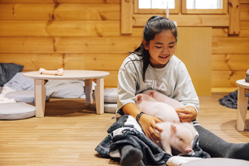 Private Room Micro Pig Cafe with Piglet Interaction and Snack Feeding Experience (Tokyo, Kichijoji) - A quiet room with a very small main attraction