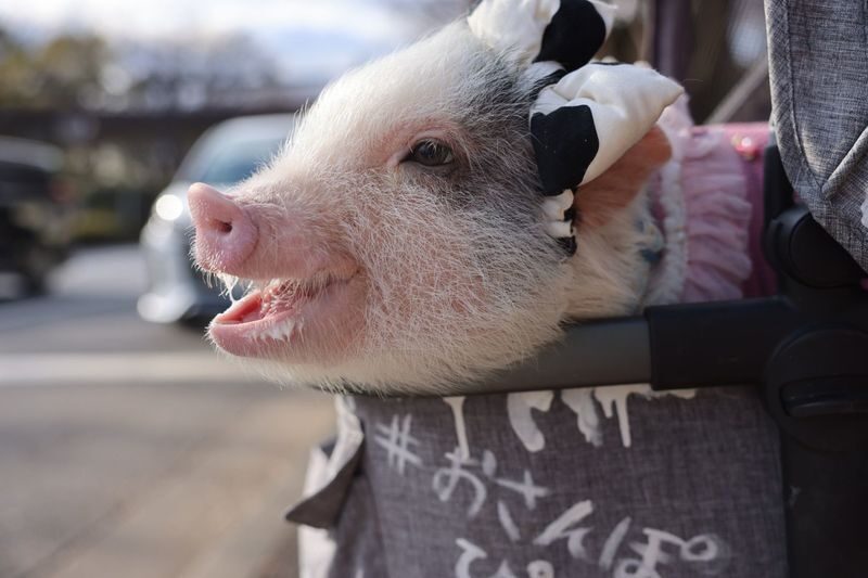 Private Room Micro Pig Cafe with Piglet Interaction and Snack Feeding Experience (Tokyo, Kichijoji) - What the private-room package includes