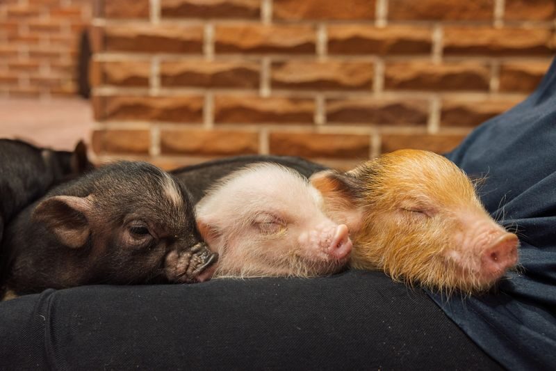 Private Room Micro Pig Cafe with Piglet Interaction and Treat Feeding Experience (Yokohama) - What to know before you book
