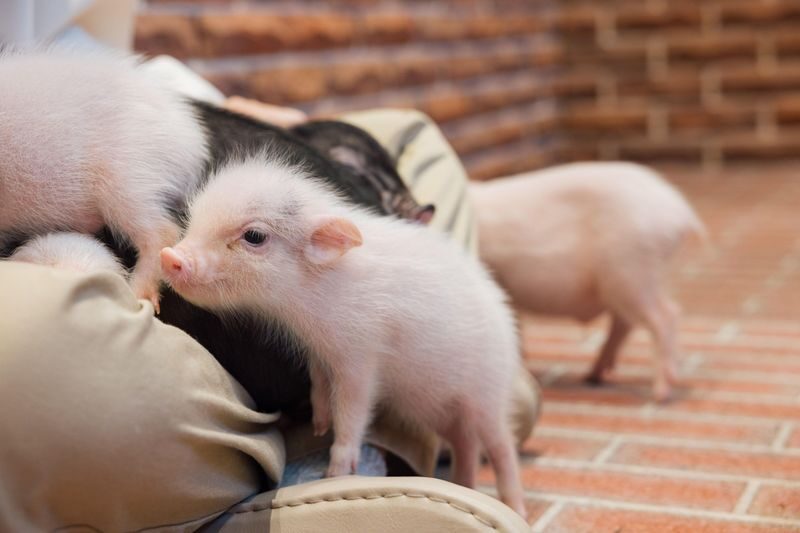 Private Room Micro Pig Cafe with Piglet Interaction and Treat Feeding Experience (Yokohama) - A storybook house, then a private room