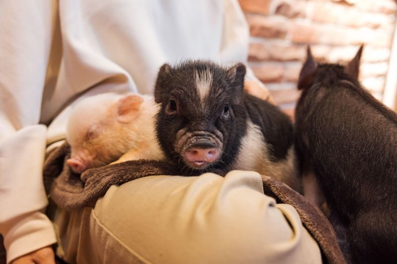 Private Room Micro Pig Cafe with Piglet Interaction and Treat Feeding Experience (Yokohama) - The best parts: closeness, calm, and character