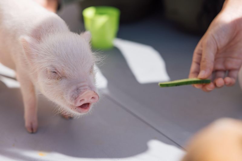 Private Room Micro Pig Cafe with Piglet Interaction and Treat Feeding Experience (Yokohama) - Clothes, drinks, and extra treats