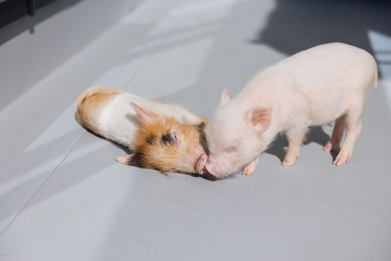 Private Room Micro Pig Cafe with Piglet Interaction and Treat Feeding Experience (Yokohama) - Getting there and fitting it into Yokohama