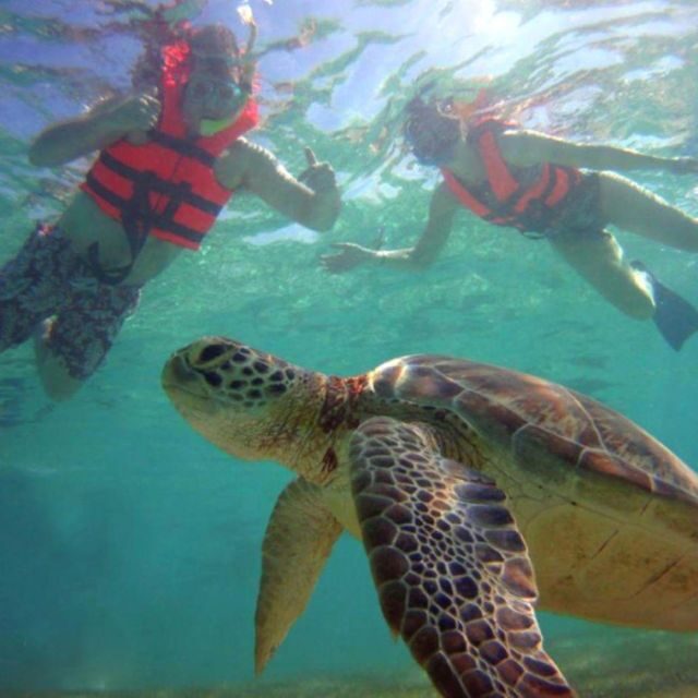 Private Ruins, Turtles Snorkel & Adventure Park with Lunch - Who Would Love This Tour?