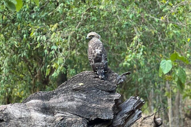 Private Safari Tours in Minneriya National Park - Practical Details and Value