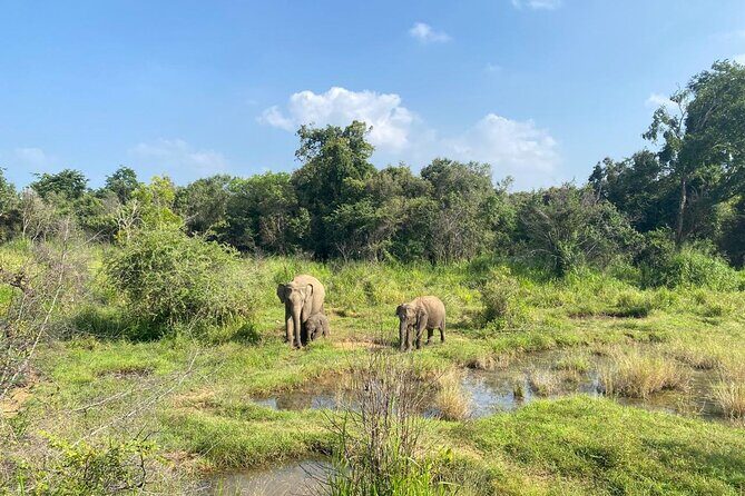 Private Safari Tours in Minneriya National Park - The Sum Up