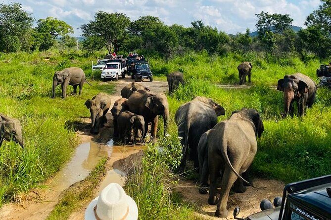 Private Safari Tours in Minneriya National Park - FAQ