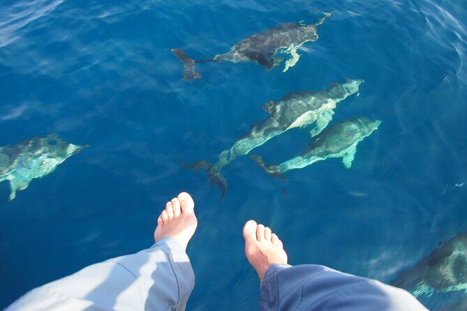 Private Sailing - dolphin Experience from Estepona - drink & food - Final Thoughts