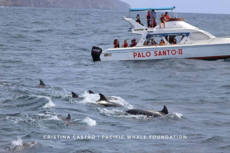 Private: Samana: Bay of Samaná Whale Watching Experience - The Detailed Experience of the Samana Whale Watching Tour