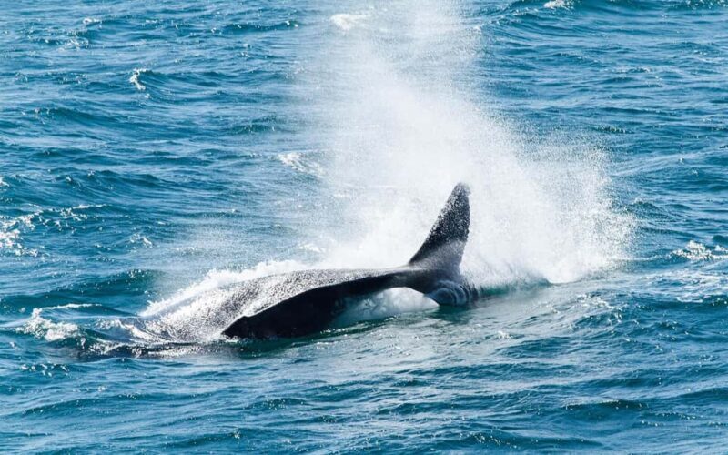 Private: Samana: Bay of Samaná Whale Watching Experience - FAQ
