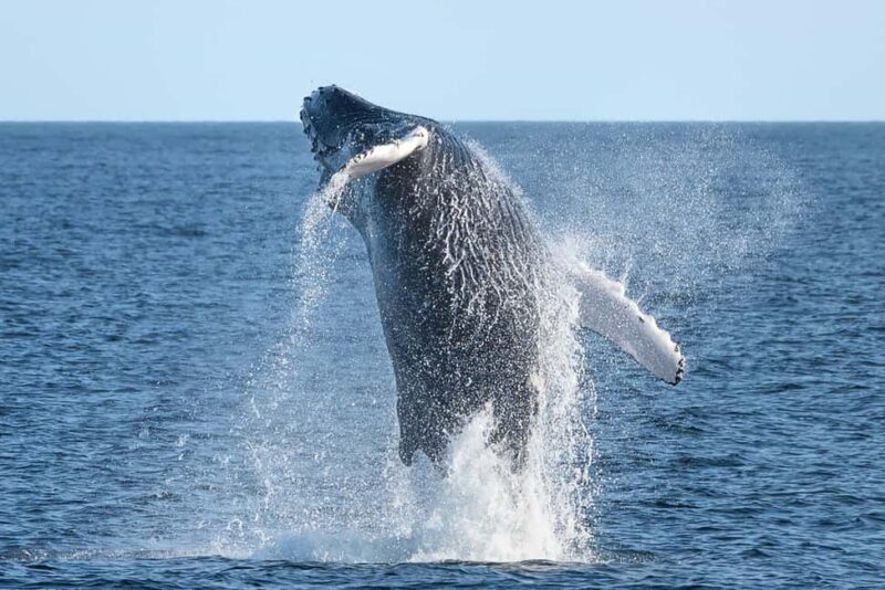 Private: Samaná Whale Sanctuary Cayo Levantado Yacht Charter - Key Points