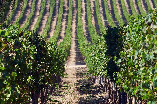 Private San Antonio Port, visit Chocalan Winery & Transfer Hotel - A Taste of Chile’s Wine Country: Private Tour to Chocalán Winery from San Antonio