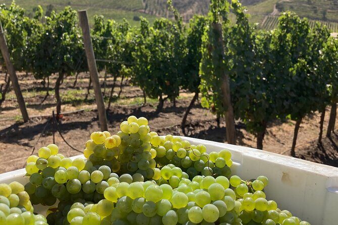 Private San Antonio Port, visit Chocalan Winery & Transfer Hotel - Practical Details and Considerations