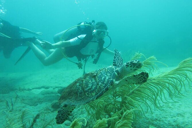 Private Scuba Diving Expert-Led Excursion Training with Tour - A Closer Look at the Experience
