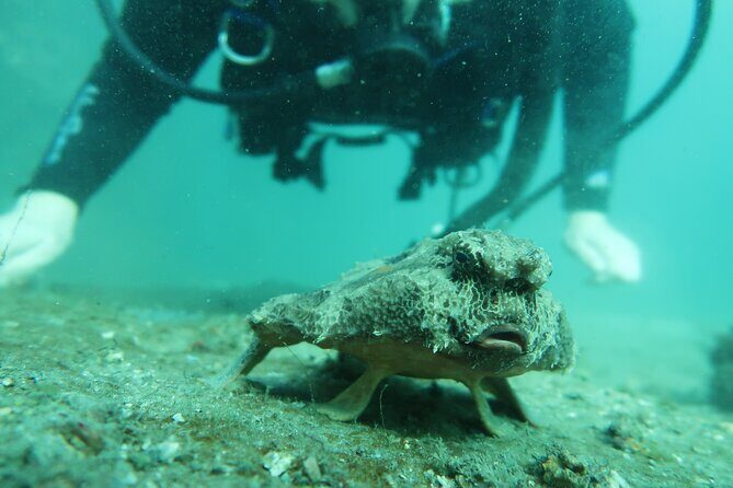 Private Scuba Diving Expert-Led Excursion Training with Tour - Considerations Before Booking