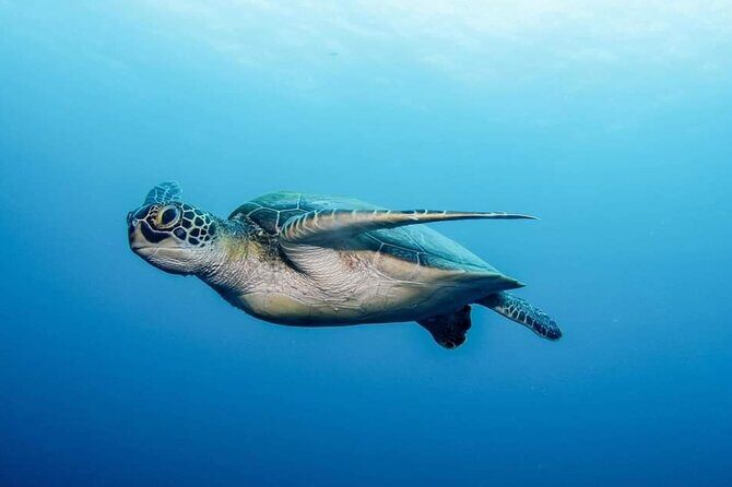 Private Scuba Diving in Tenerife  Certified Instructor & Photos - Final Thoughts