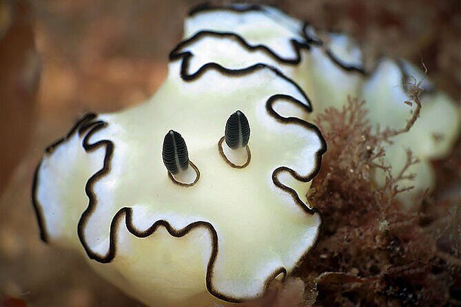 Private Scuba Diving Initiation with Licensed Guide - Discover the Underwater World with a Private Scuba Diving Initiation on Ko Pha Ngan