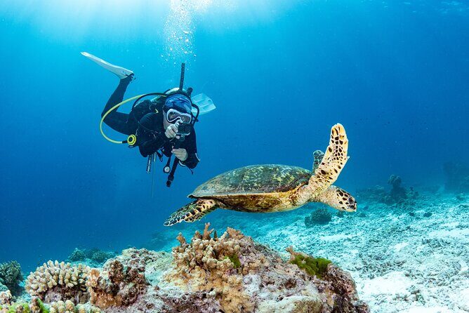 Private Scuba Diving Tour in San Juan - A Practical Look at the Private Scuba Diving Tour in San Juan
