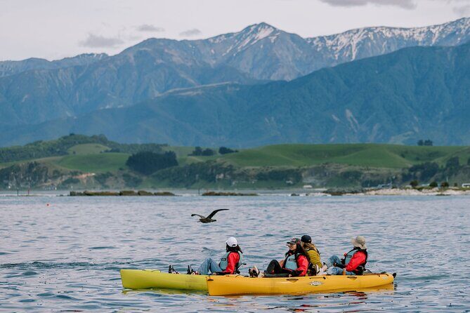 Private Seal Kayaking and Wildlife Tour in Kaikoura - Key Points
