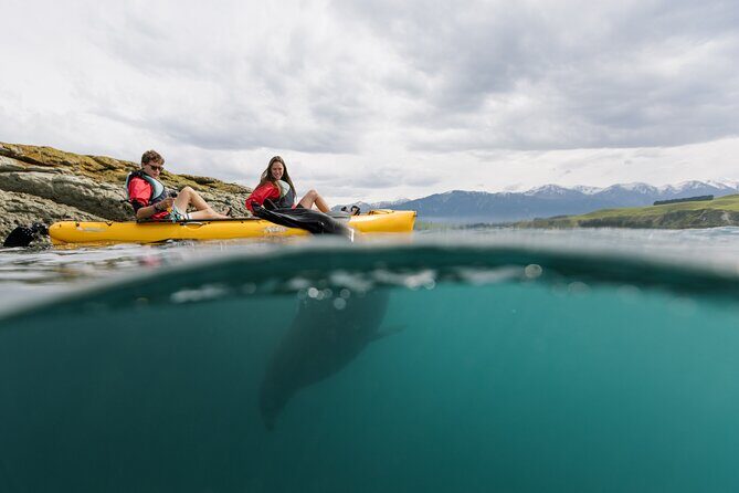 Private Seal Kayaking and Wildlife Tour in Kaikoura - The Value of the Experience