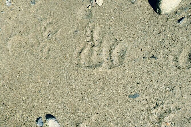Private Seaplane & Wilderness Hiking Tour to Tongass NF - What’s Included and What’s Not