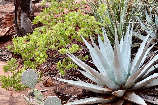 PRIVATE Sedona Vortex Jeep Tour 2-hour - Ride the Vortex - Exploring the Sedona Vortex Jeep Tour in Detail
