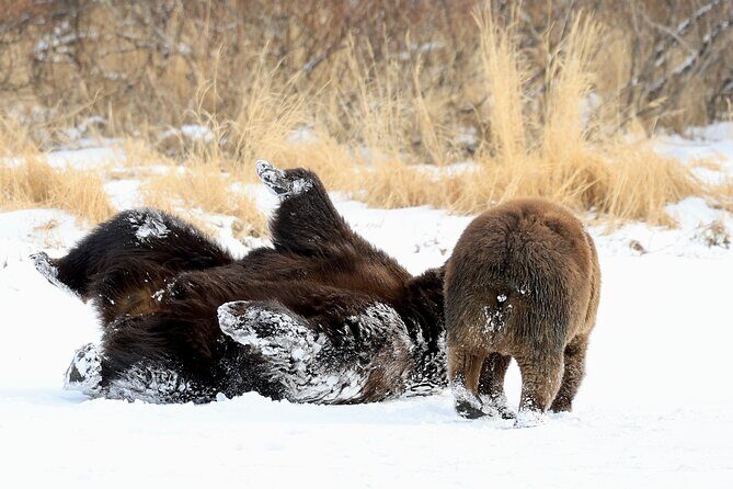 Private Seward Cruise Transfer & Scenic Tour for Large Groups - Who Would Enjoy This?