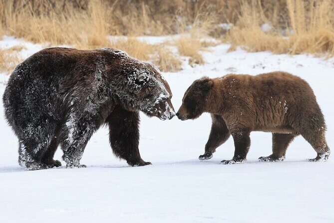 Private Seward Cruise Transfer & Scenic Tour for Large Groups - Suggested for You