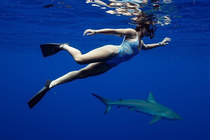 Private Shark Dive, Oahu, Hawaii (6 Guest) - Exploring the Details of the Private Shark Snorkel in Oahu