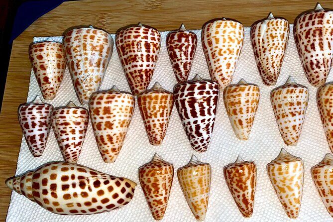 Private Shelling and Dolphin Excursion - Final Words: Why Choose This Tour?