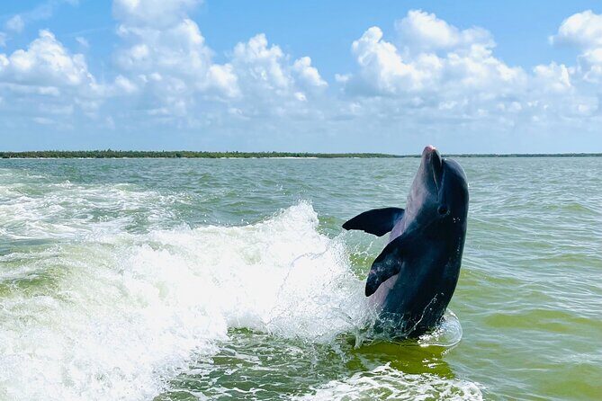 Private Shelling and Dolphin Excursion - FAQ