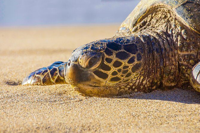 Private Shore Excursion: Best Highlights of Maui - An In-Depth Look at the Maui Highlights Private Tour