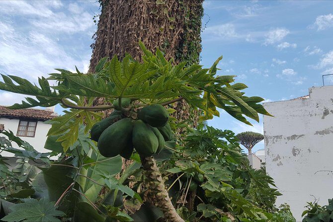 Private Shore Excursion in Tenerife from your Cruise Ship - Who Would Love This Tour?