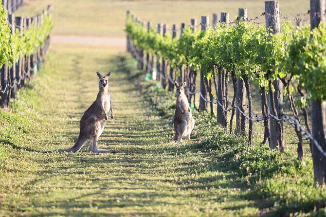 Private Shore Excursion with Aussie Wildlife in Melbourne - Who Is This Tour Best For?
