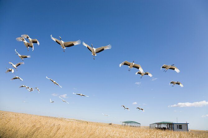 Private Shore Tour: Kagoshima Winter Crane Watching - Key Points