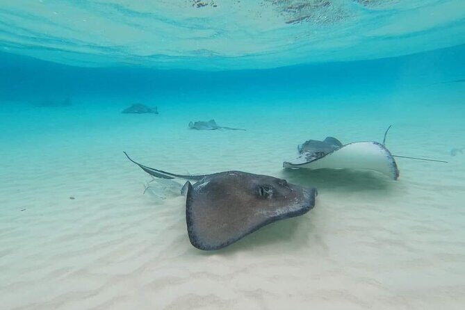 Private Short Tour to Stingray City and Local Welcome Drink - Key Points
