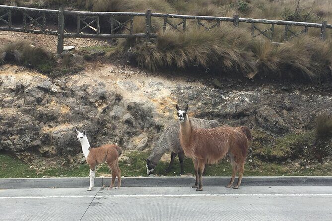 Private Shuttle Cuenca to/from Guayaquil - In-Depth Review of the Cuenca-Guayaquil Shuttle Experience