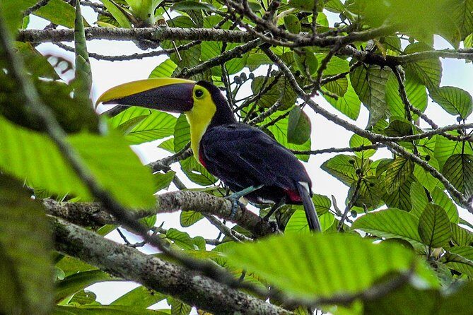 Private Shuttle from La Fortuna to Liberia Airport - Frequently Asked Questions