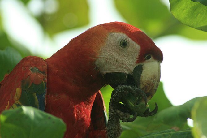 Private Shuttle from San José Intl Airport to Jacó Beach - Quick Overview: A Private Ride with Personal Touches