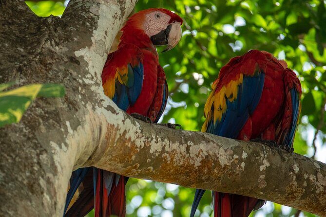 Private Shuttle: La Fortuna (Arenal ) Costa Rica - Practical Tips for Booking and Travel