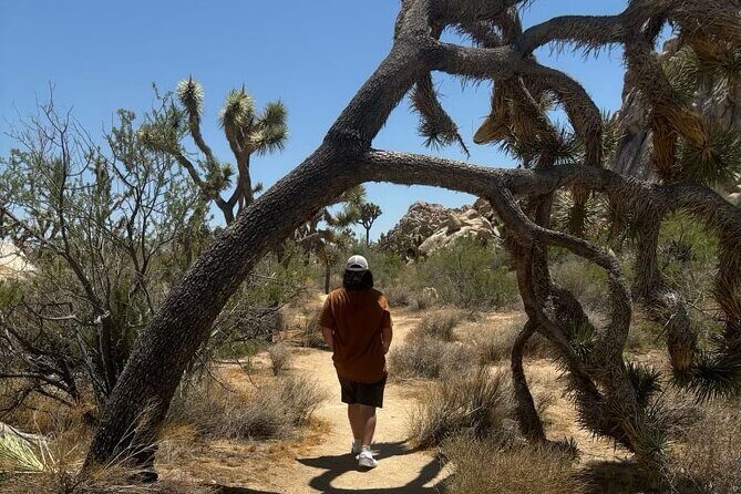 Private Sightseeing Adventure Tour of Joshua Tree National Park - Who Should Consider This Tour?