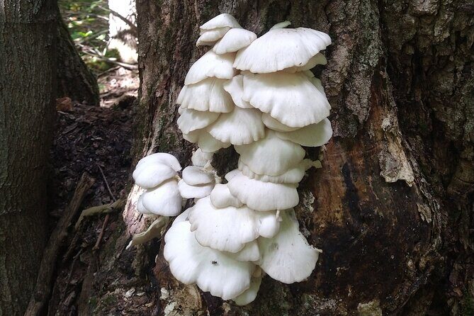 Private Singhampton Caves Hiking Tour, Collingwood/Blue Mountain - Who Will Love This Tour?