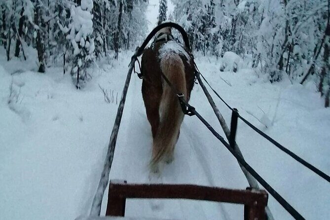 Private Sleigh Ride with Finnhorse - A Private Finnhorse Sleigh Ride: An Authentic Arctic Adventure in Rovaniemi