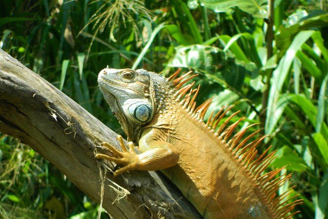 Private Sloth Encounter Waterfall And Corobici Floating Tour - Who Will Love This Tour?