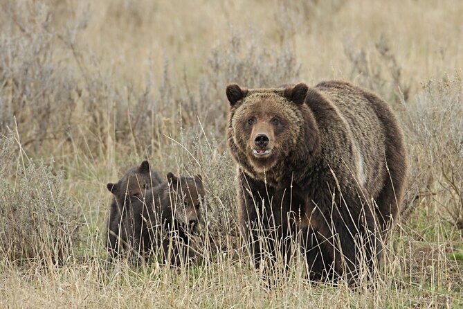 Private Small Group Yellowstone Wildlife Safari - Key Points