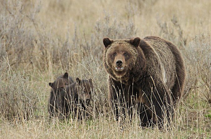 Private Small Group Yellowstone Wildlife Safari - Who Will Love This Tour?