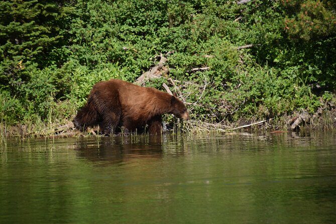 Private Small Group Yellowstone Wildlife Safari - FAQs